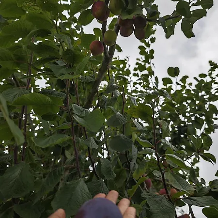 Tatil Evi Angel's House Alcobaça