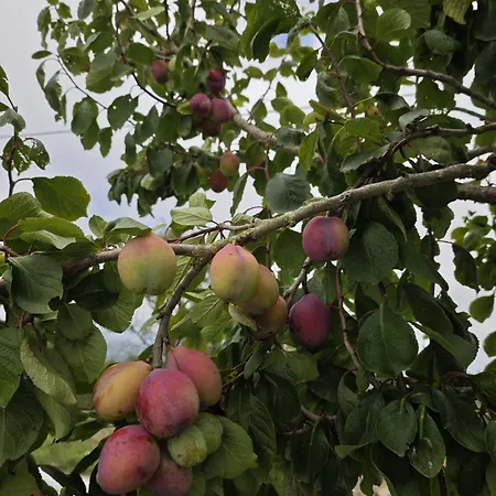 Angel's House Tatil Evi *