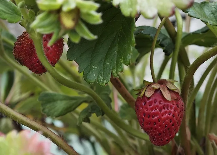 Angel's House Сasa de vacaciones Alcobaça