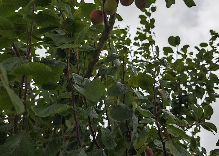 Сasa de vacaciones Angel's House Alcobaça